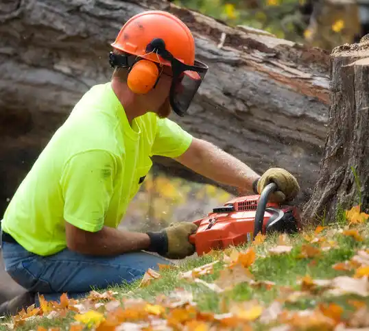 tree services Bridge City